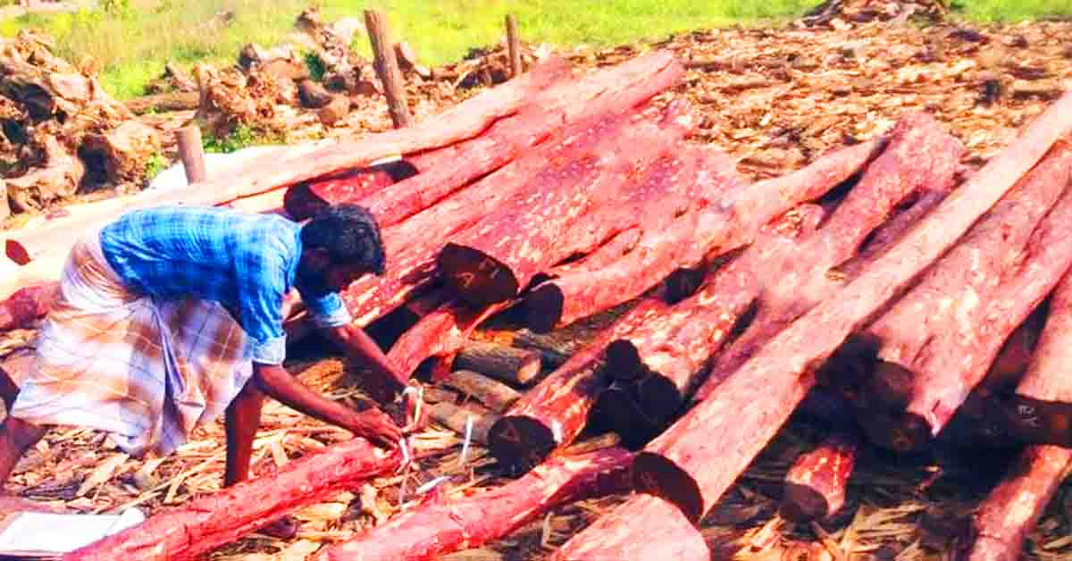 লাল চন্দন গাছের কাঠ